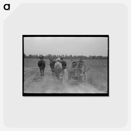 アートポストカード-Cutting Hay, Lake Dick Project
 - ラッセル リー Postcard.