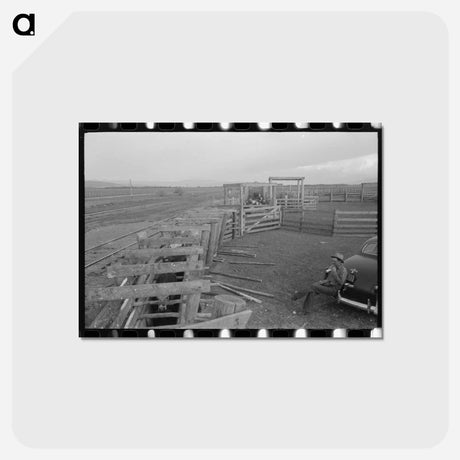 アートポストカード-Cattle and Blue Vitriol
 - ラッセル リー Postcard.