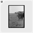 アートポストカード-Bull's Head, Cruzen Ranch
 - ラッセル リー Postcard.