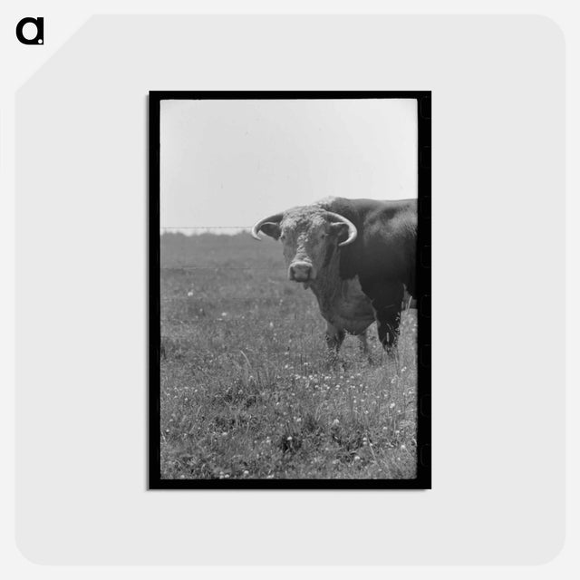 アートポストカード-Bull's Head, Cruzen Ranch
 - ラッセル リー Postcard.