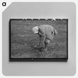 アートパネル-Turnip Harvest, Creek County
 - ラッセル リー Canvas.