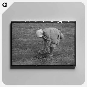 アートパネル-Turnip Harvest, Creek County
 - ラッセル リー Canvas.