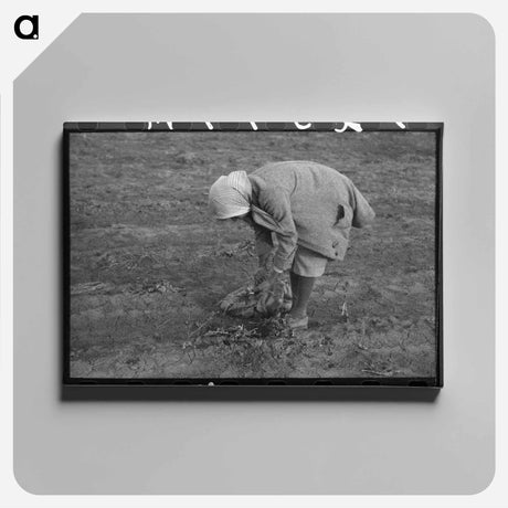 アートパネル-Turnip Harvest, Creek County
 - ラッセル リー Canvas.