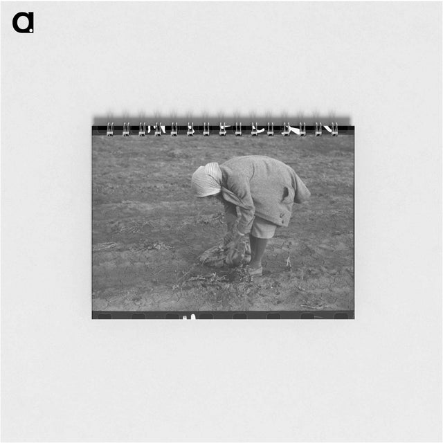 アートメモ帳-Turnip Harvest, Creek County
 - ラッセル リー Memo.