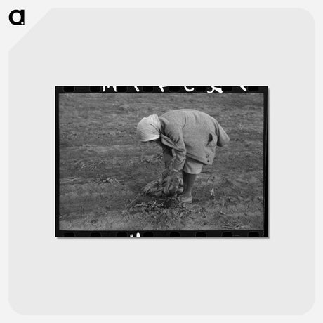アートポストカード-Turnip Harvest, Creek County
 - ラッセル リー Postcard.
