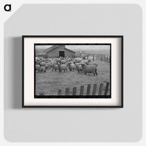 アートポスター-Flock of Sheep, Iowa
 - ラッセル リー Poster.
