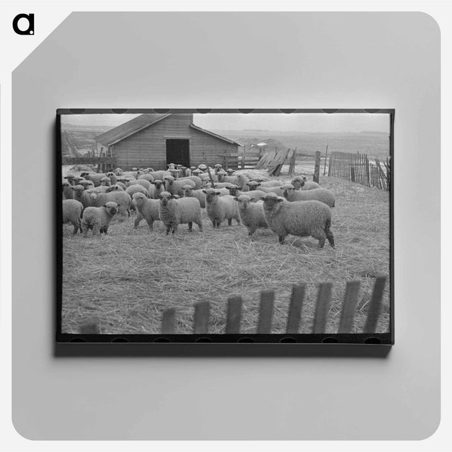 アートパネル-Flock of Sheep, Iowa
 - ラッセル リー Canvas.