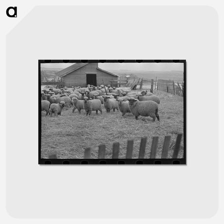 アートポストカード-Flock of Sheep, Iowa
 - ラッセル リー Postcard.