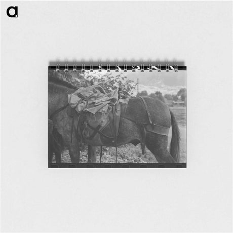 アートメモ帳-Sheepherder's Mule, Ouray
 - ラッセル リー Memo.