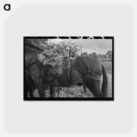 アートポストカード-Sheepherder's Mule, Ouray
 - ラッセル リー Postcard.