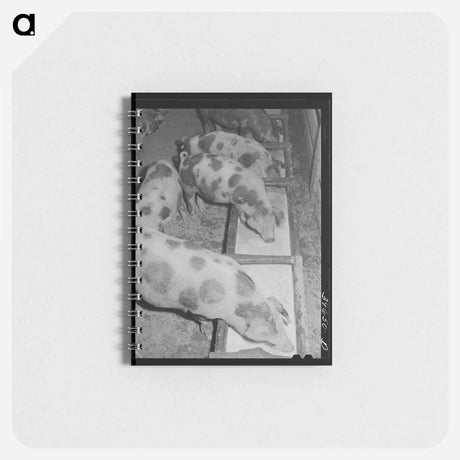 アートメモ帳-Hogs Eating Skim Milk
 - ラッセル リー Memo.