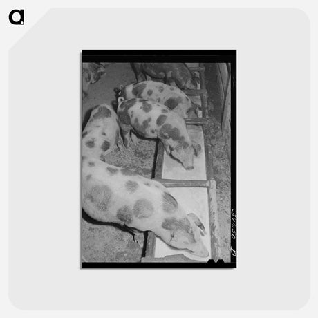 アートポストカード-Hogs Eating Skim Milk
 - ラッセル リー Postcard.