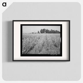 アートポスター-Idaho Onion Seed Farm
 - ラッセル リー Poster.