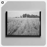 アートパネル-Idaho Onion Seed Farm
 - ラッセル リー Canvas.