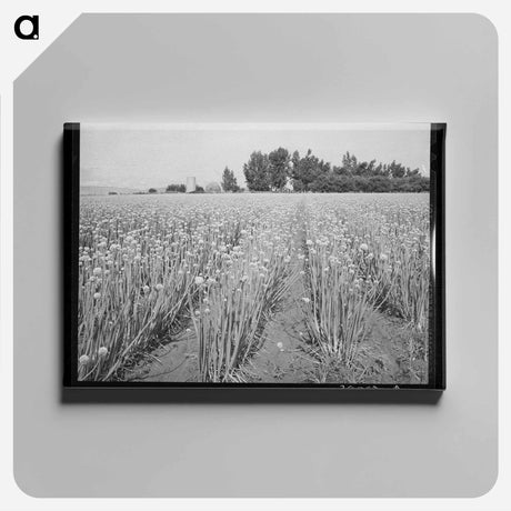 アートパネル-Idaho Onion Seed Farm
 - ラッセル リー Canvas.