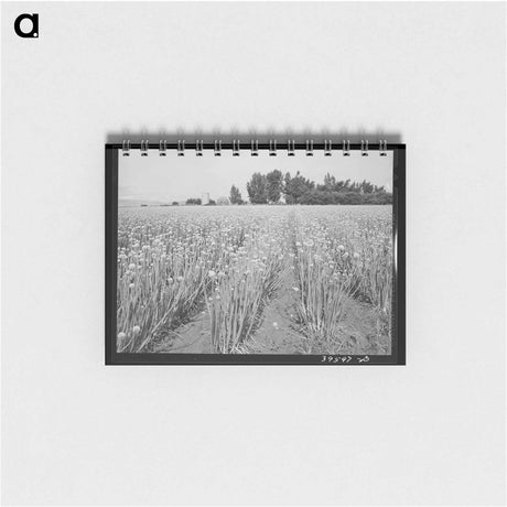 アートメモ帳-Idaho Onion Seed Farm
 - ラッセル リー Memo.