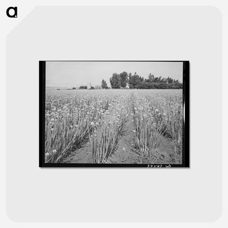 アートポストカード-Idaho Onion Seed Farm
 - ラッセル リー Postcard.