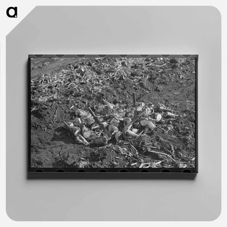 アートパネル-Topped Beets, East Grand Forks
 - ラッセル リー Canvas.