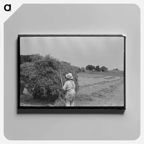 アートパネル-Farmer Pitching Pea Vines
 - ラッセル リー Canvas.