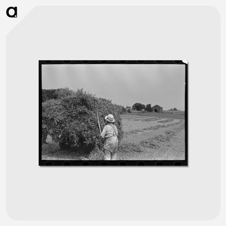 アートポストカード-Farmer Pitching Pea Vines
 - ラッセル リー Postcard.