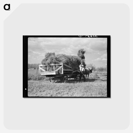 アートポストカード-Pitching Alfalfa Hay
 - ラッセル リー Postcard.