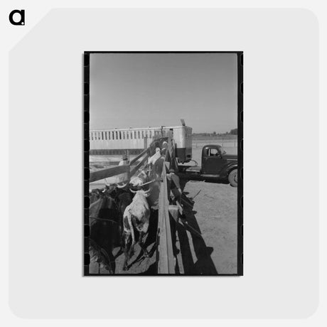 アートポストカード-Cattle Corral, Brawley
 - ラッセル リー Postcard.