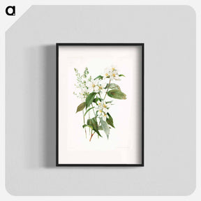 アートポスター-Mock Orange Flower
 - ボストン公共図書館 Poster.