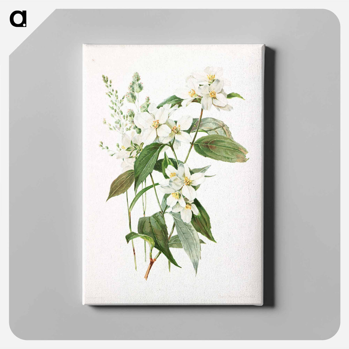 アートパネル-Mock Orange Flower
 - ボストン公共図書館 Canvas.