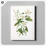 アートパネル-Mock Orange Flower
 - ボストン公共図書館 Canvas.