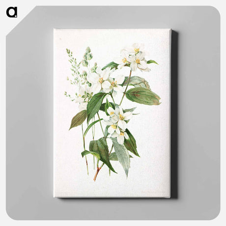 アートパネル-Mock Orange Flower
 - ボストン公共図書館 Canvas.