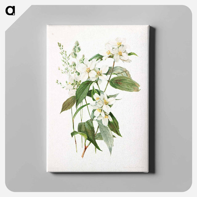アートパネル-Mock Orange Flower
 - ボストン公共図書館 Canvas.