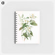 アートメモ帳-Mock Orange Flower
 - ボストン公共図書館 Memo.
