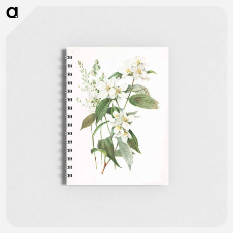 アートメモ帳-Mock Orange Flower
 - ボストン公共図書館 Memo.