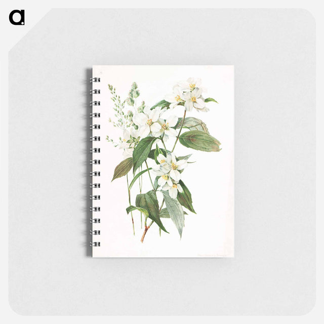アートメモ帳-Mock Orange Flower
 - ボストン公共図書館 Memo.