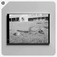 アートパネル-Horse Skeleton, Iowa
 - ラッセル リー Canvas.