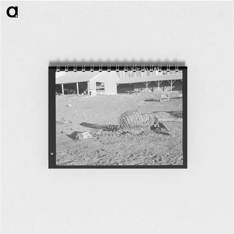 アートメモ帳-Horse Skeleton, Iowa
 - ラッセル リー Memo.