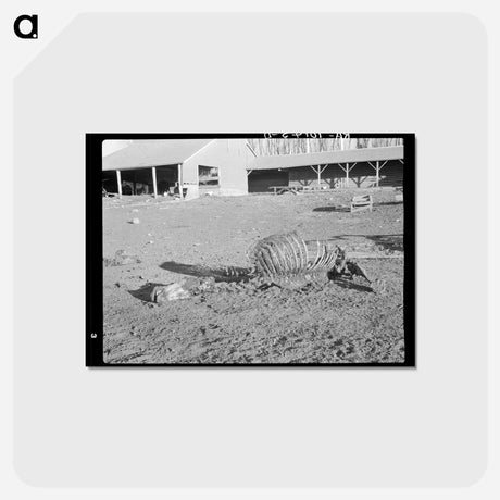 アートポストカード-Horse Skeleton, Iowa
 - ラッセル リー Postcard.