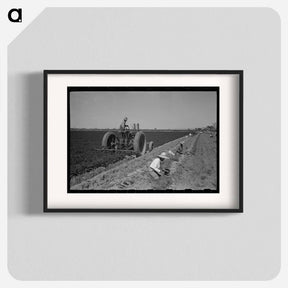 アートポスター-Carrot Harvest, Yuma County
 - ラッセル リー Poster.