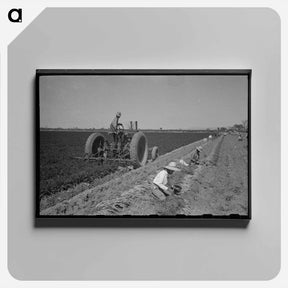 アートパネル-Carrot Harvest, Yuma County
 - ラッセル リー Canvas.