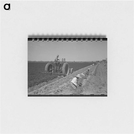 アートメモ帳-Carrot Harvest, Yuma County
 - ラッセル リー Memo.