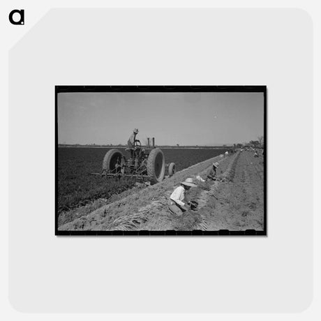 アートポストカード-Carrot Harvest, Yuma County
 - ラッセル リー Postcard.