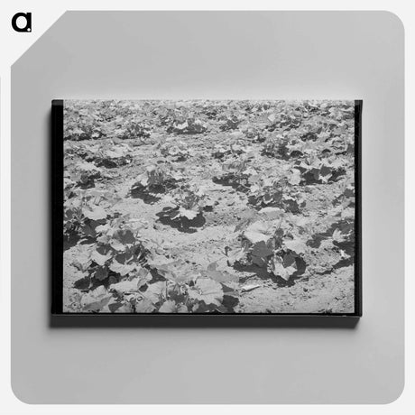 アートパネル-Pumpkin Vines, Chamisal
 - ラッセル リー Canvas.