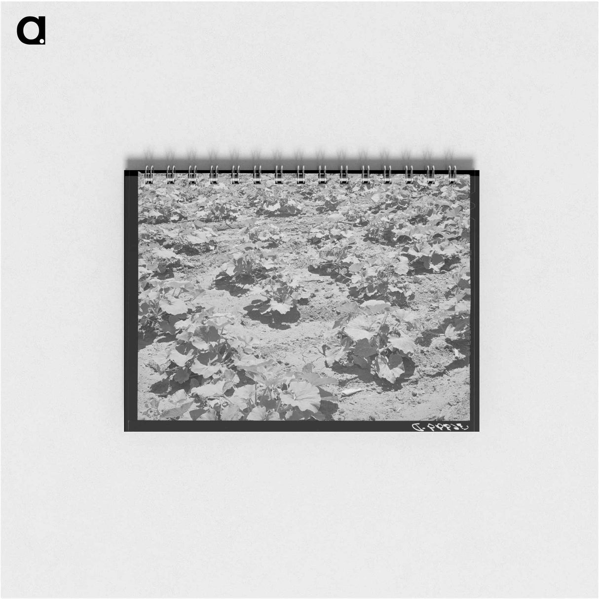 アートメモ帳-Pumpkin Vines, Chamisal
 - ラッセル リー Memo.