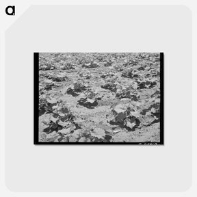 アートポストカード-Pumpkin Vines, Chamisal
 - ラッセル リー Postcard.