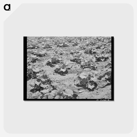 アートポストカード-Pumpkin Vines, Chamisal
 - ラッセル リー Postcard.