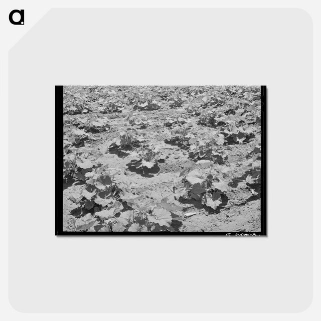 アートポストカード-Pumpkin Vines, Chamisal
 - ラッセル リー Postcard.