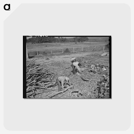 アートポストカード-Chopping Wood, Concho
 - ラッセル リー Postcard.