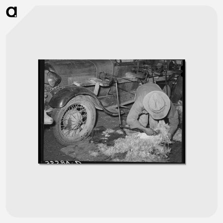 アートポストカード-Texas Goat Shearing
 - ラッセル リー Postcard.