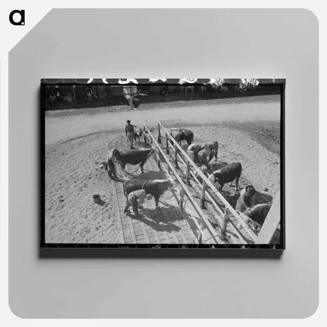 アートパネル-Hereford Cattle Wash
 - ラッセル リー Canvas.