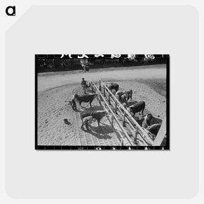 アートポストカード-Hereford Cattle Wash
 - ラッセル リー Postcard.